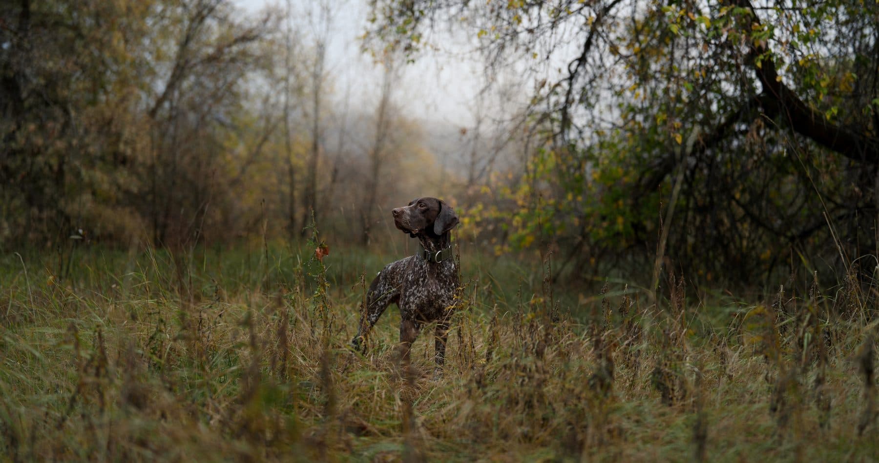 Billy in a meadow