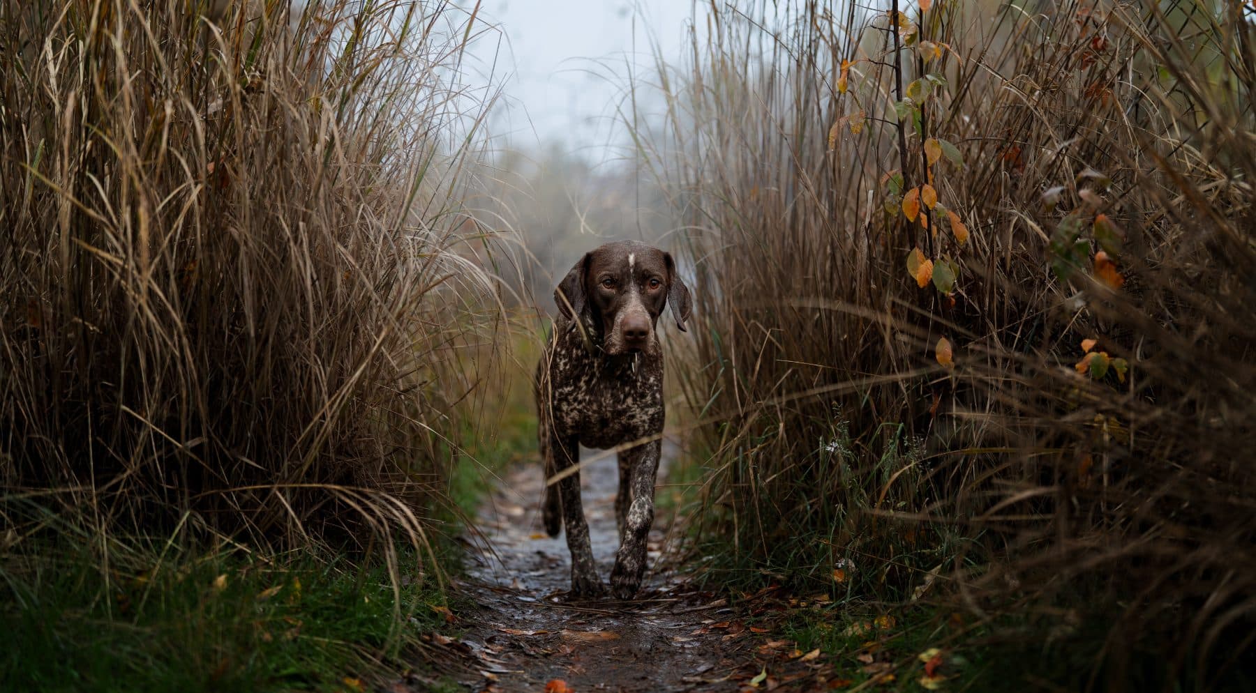 Billy in the reeds