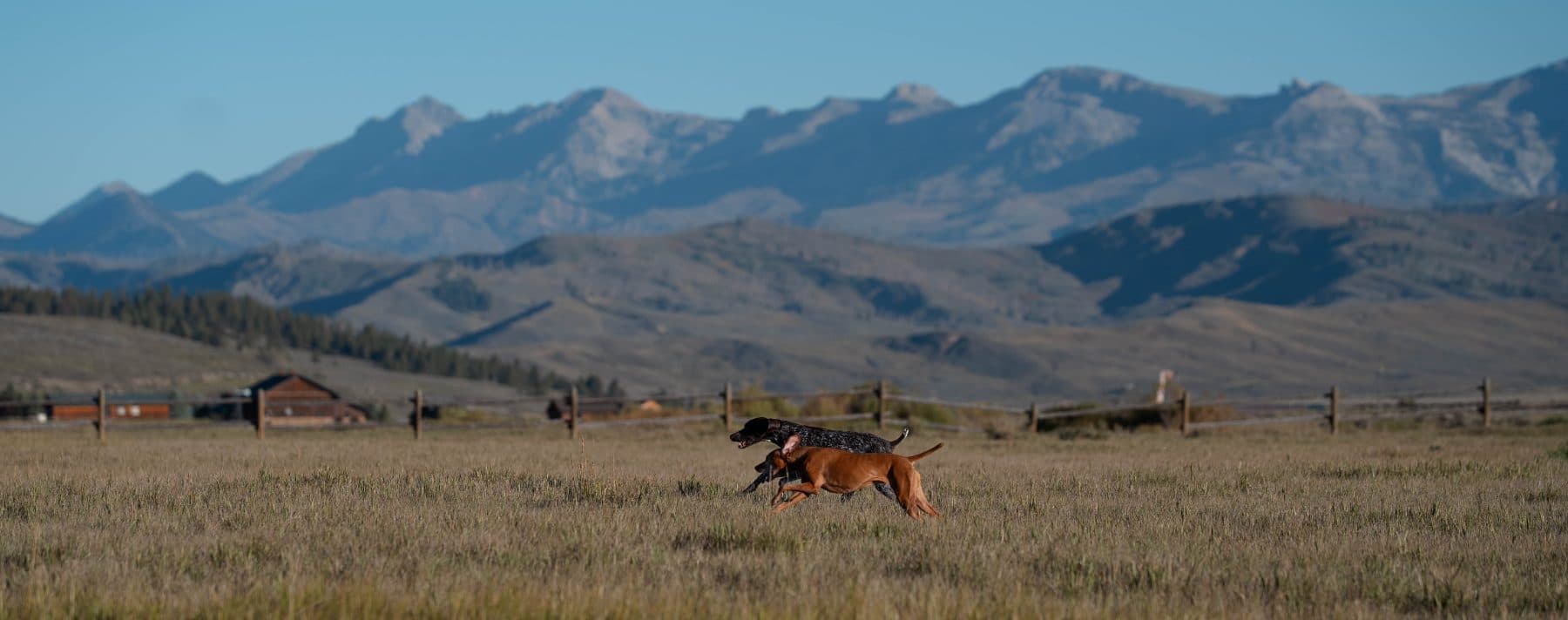 Peach and Billy running in the mountains