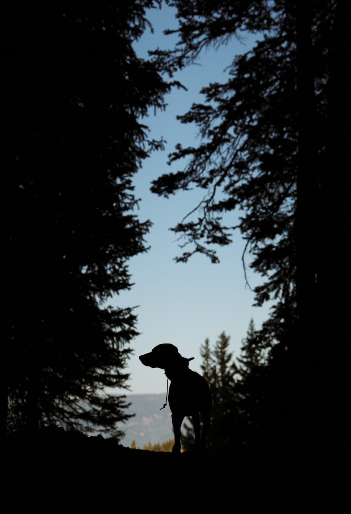 Dog silhouette